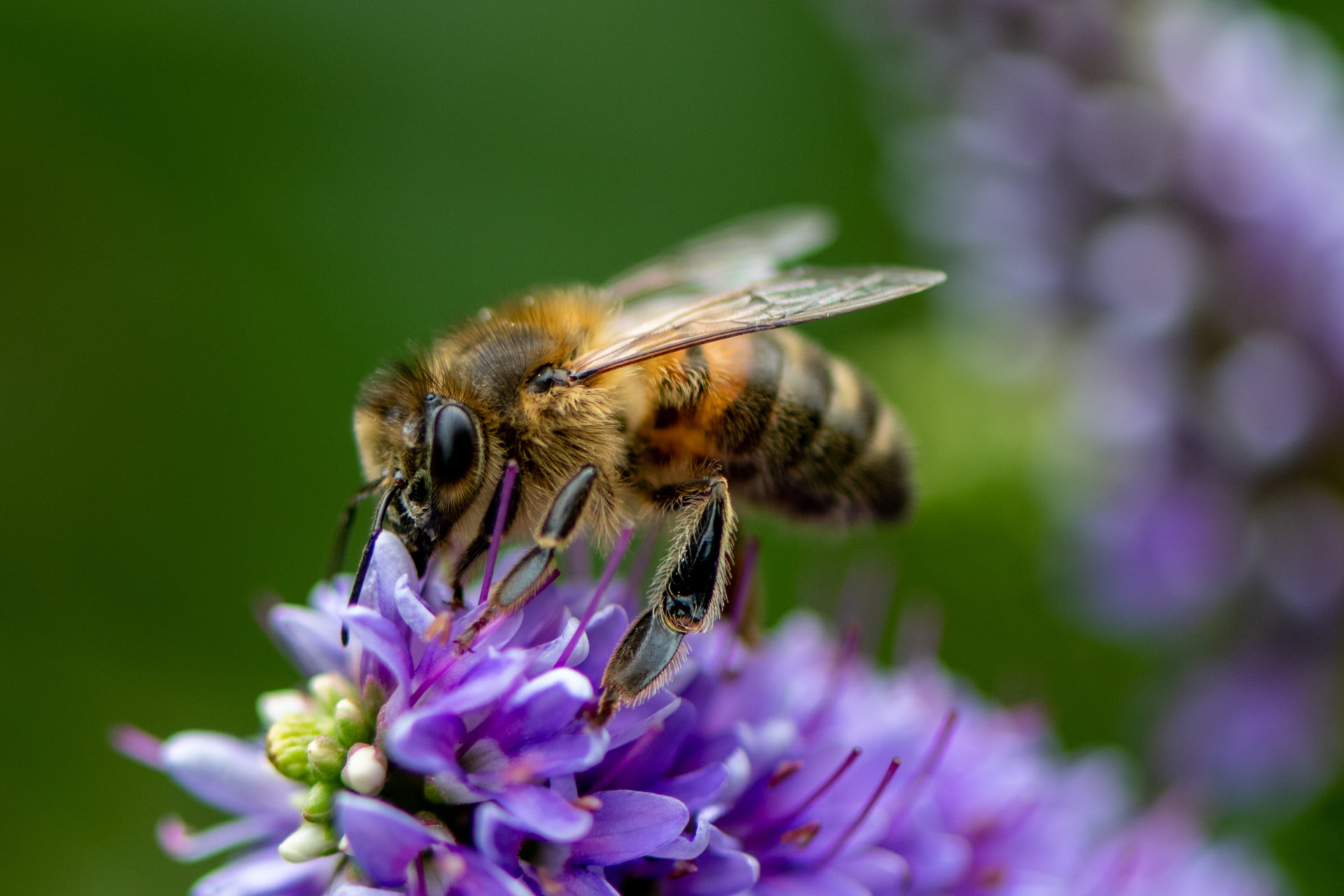 Abeille